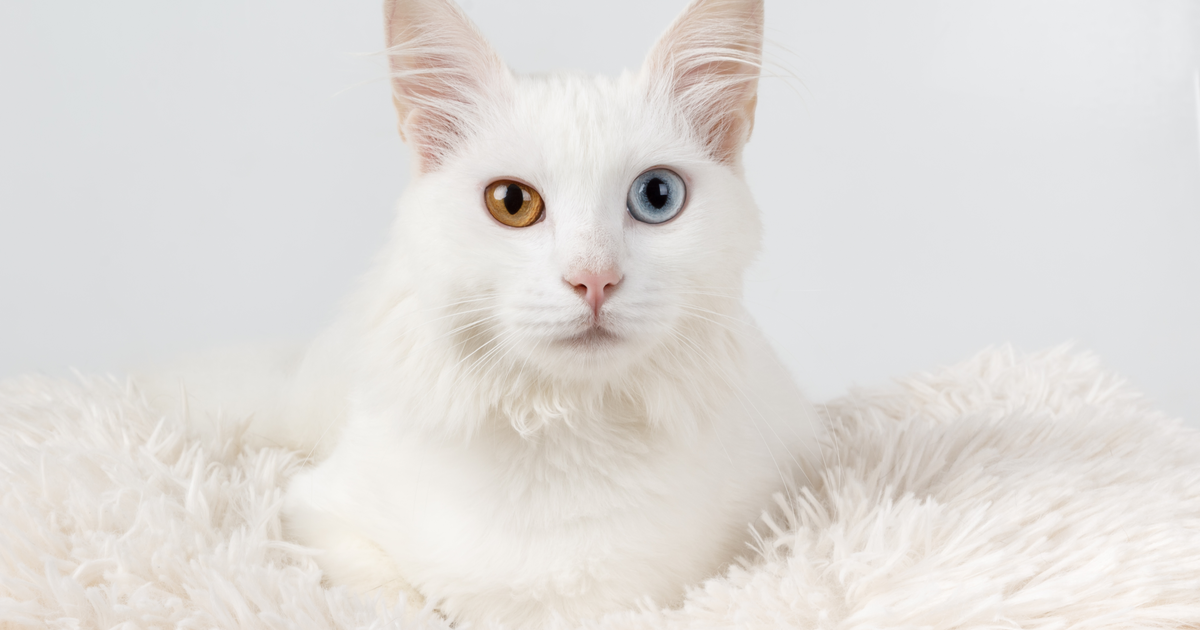 Realizable equilibrar longitud Curiosidades sobre los gatos blancos - Sepicat