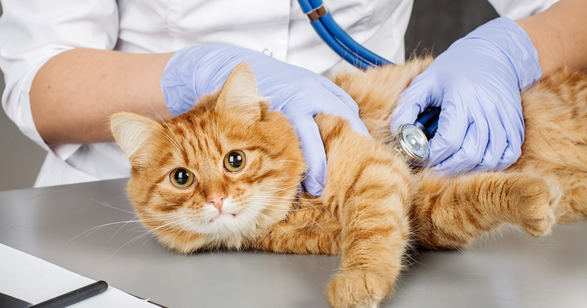 Cómo preparar a tu gato ir al veterinario -