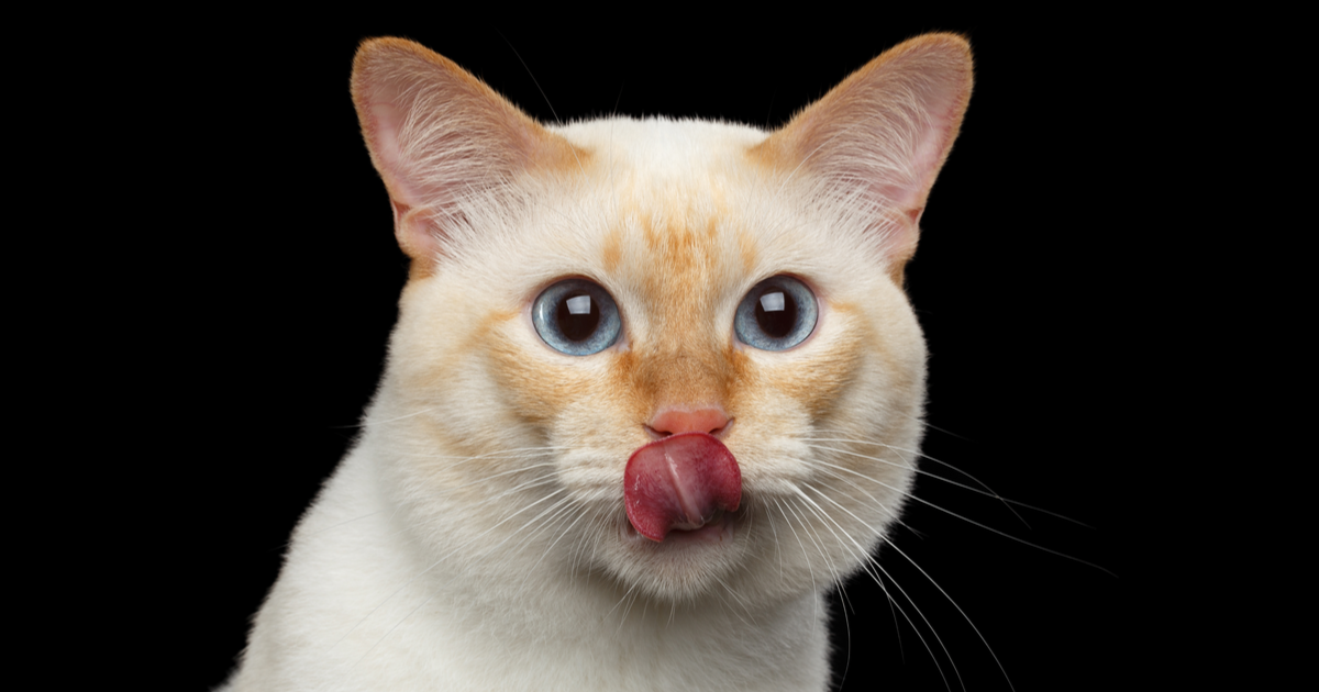 6 Curiosidades sobre la lengua de los gatos - Sepicat
