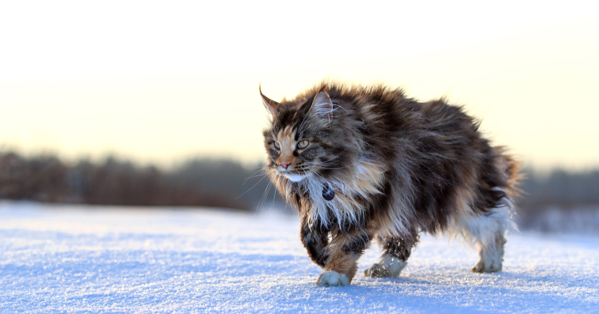 Maine La raza de gato doméstico más grande mundo