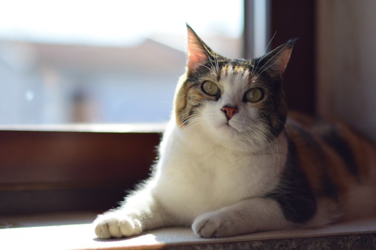 Cómo evitar que tu gato marque territorio con orina casa | Sepicat